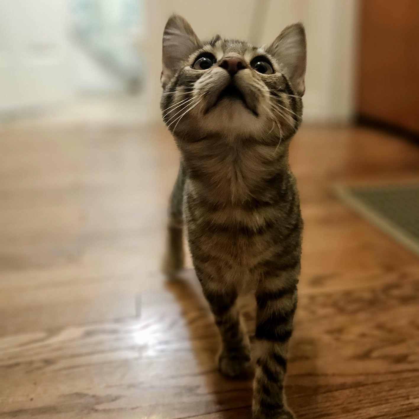 Bobby, a ADOPTABLE Domestic Short Hair in Sedalia, MO image 2/6