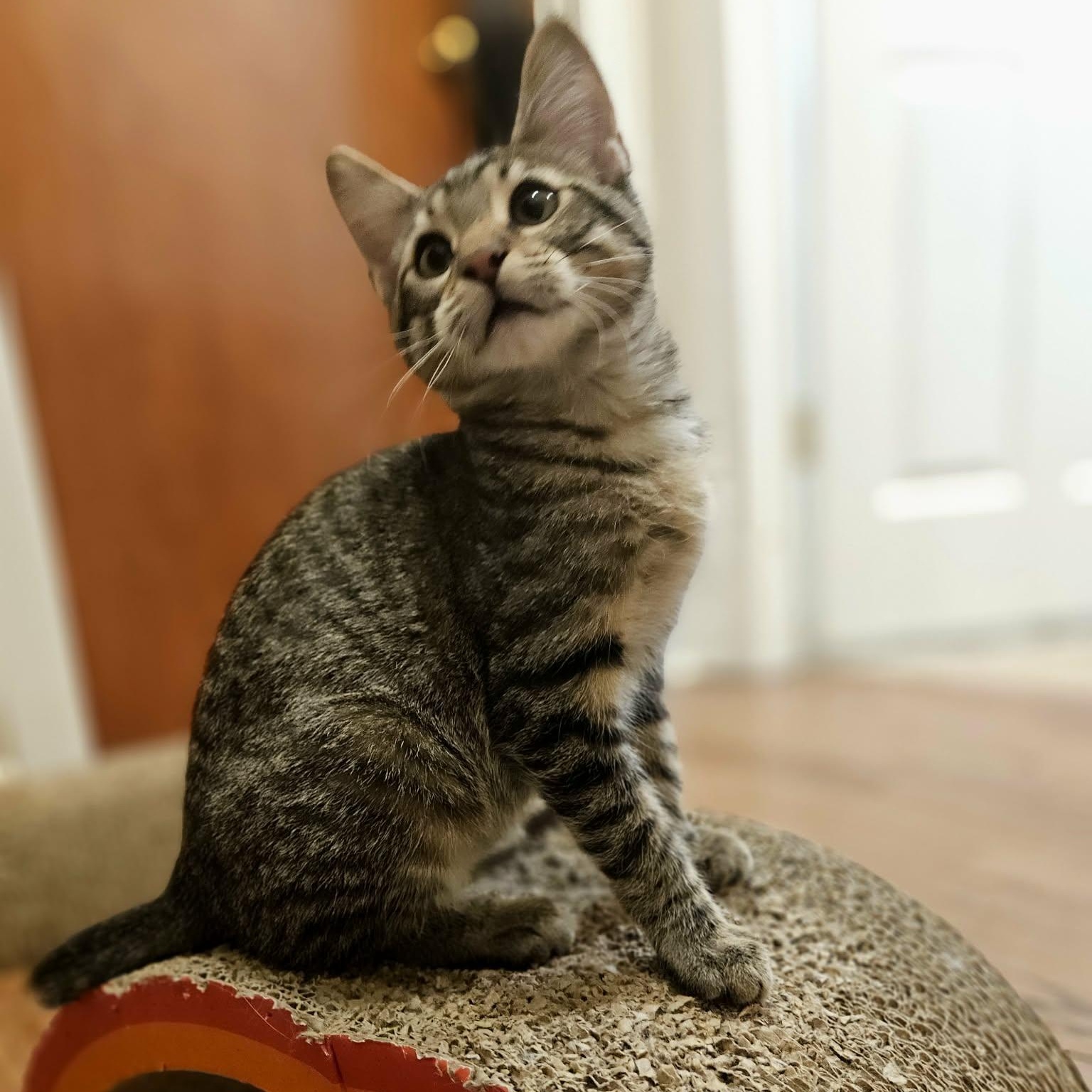 Bobby, ADOPTABLE, Kitten Male Domestic Short Hair.