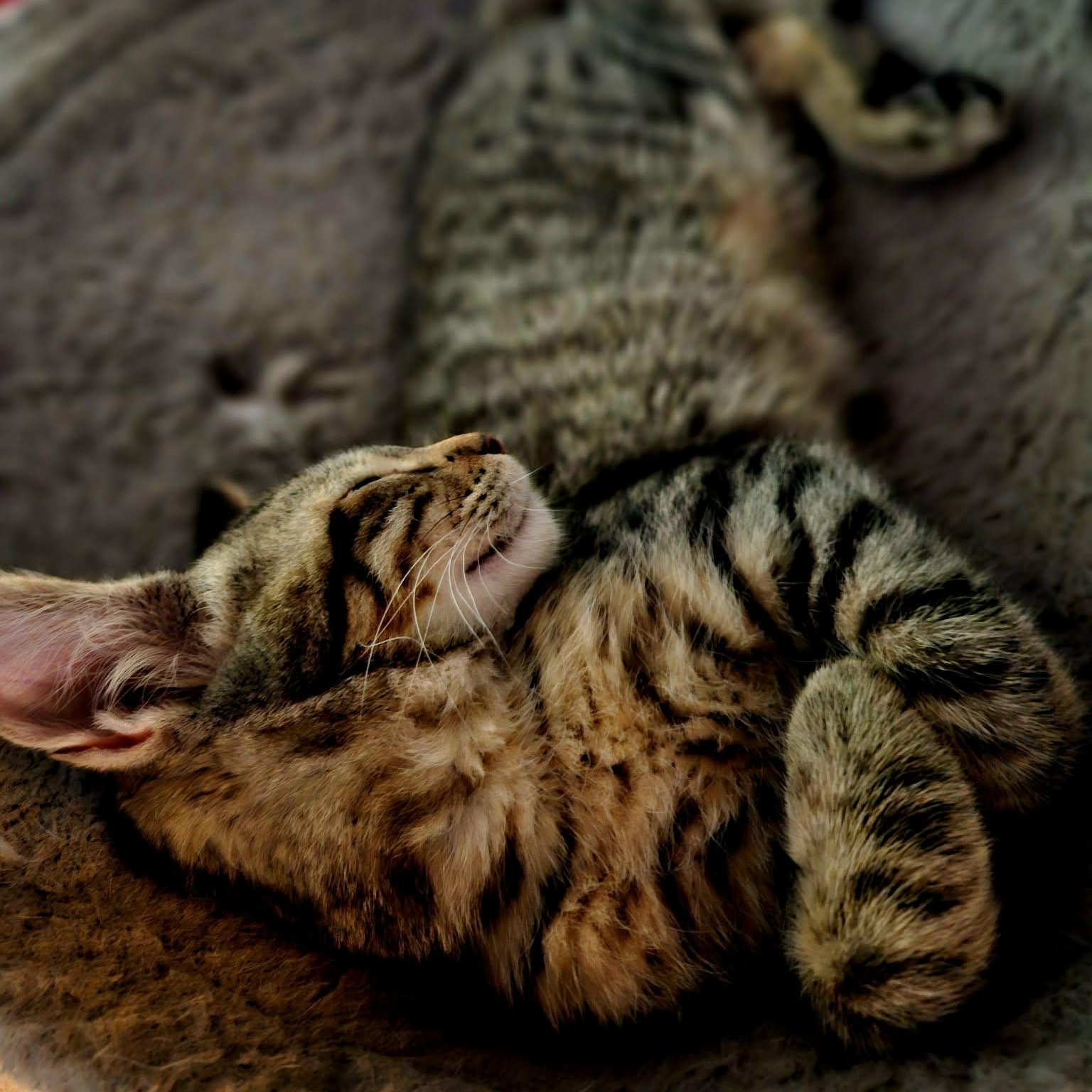 Bobby, a ADOPTABLE Domestic Short Hair in Sedalia, MO image 4/6