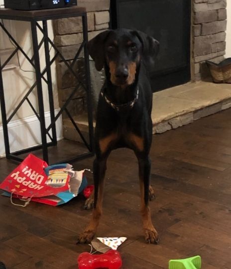 Dante, a Adopted Doberman Pinscher in Covington, GA image 1/11