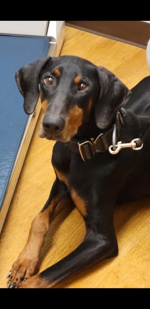 Dante, a Adopted Doberman Pinscher in Covington, GA image 2/11