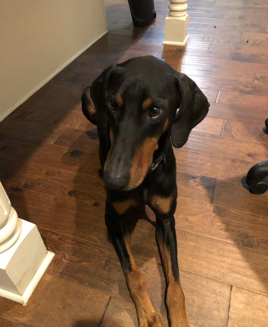 Dante, a Adopted Doberman Pinscher in Covington, GA image 3/11