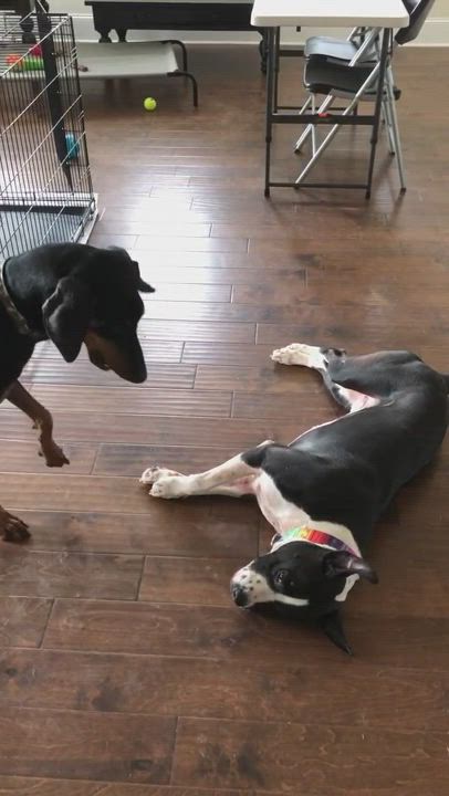 Enlarge Dante, a Adopted Doberman Pinscher in Covington, GA video 10/11