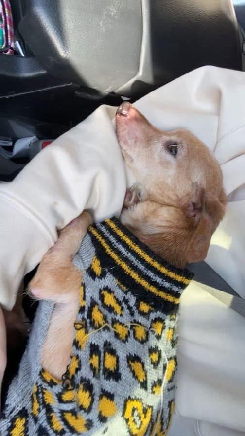 Enlarge Sweet Pea , an adopted Chihuahua in Riverdale, NJ image 2/3