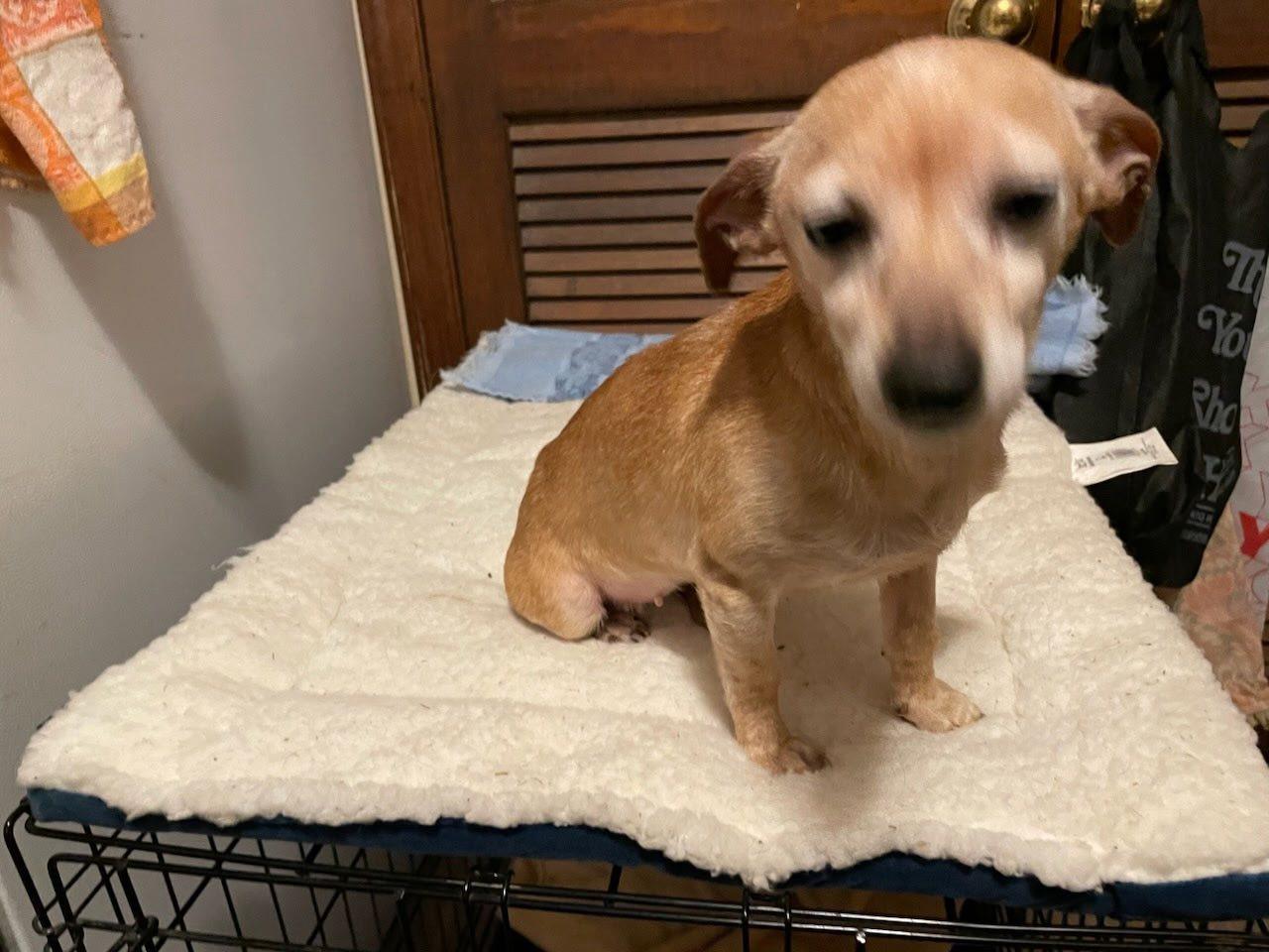 Enlarge Sweet Pea , an adopted Chihuahua in Riverdale, NJ image 3/3