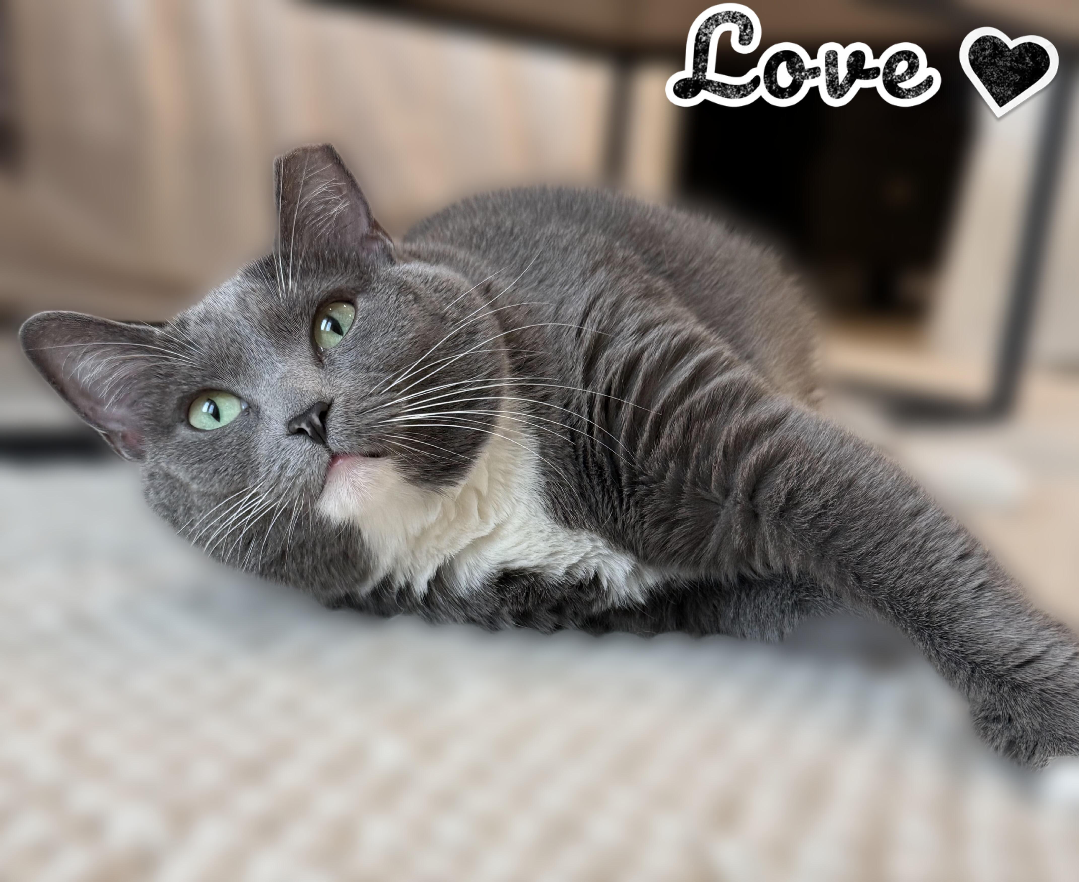 Enlarge Boti, a ADOPTABLE Domestic Short Hair in Scottsdale, AZ image 4/4