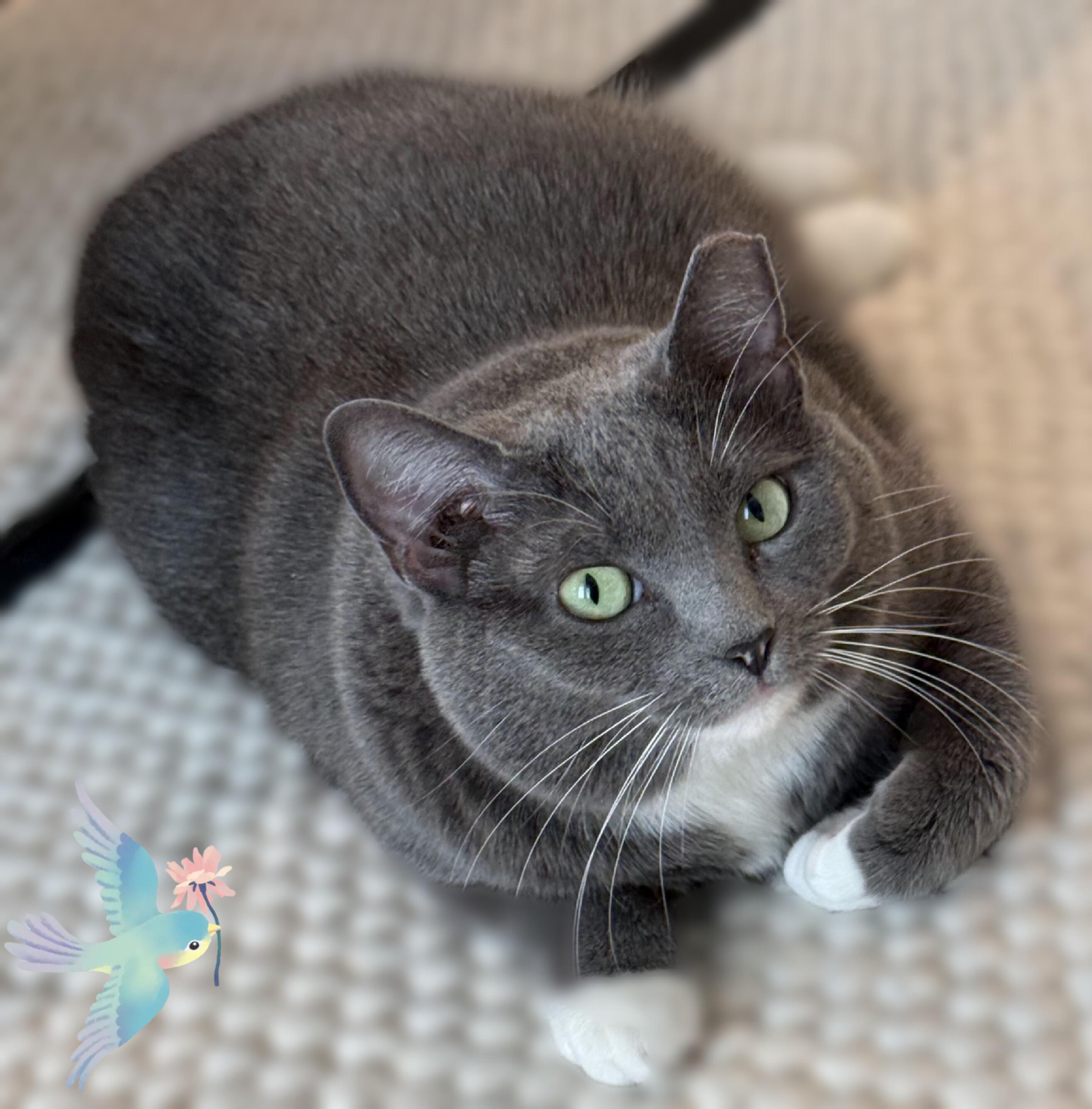 Boti, ADOPTABLE, Adult Female Domestic Short Hair.