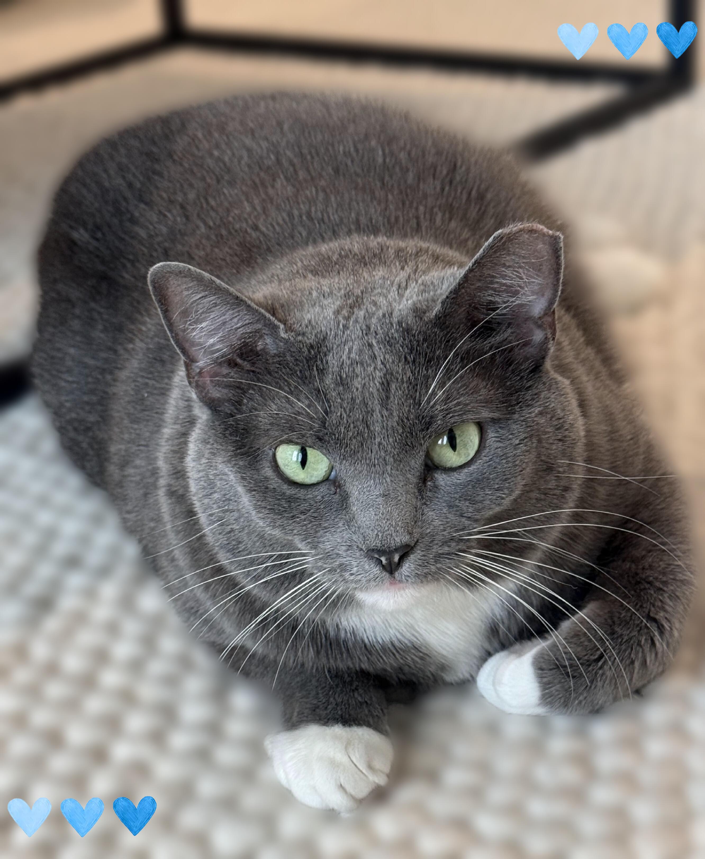 Enlarge Boti, a ADOPTABLE Domestic Short Hair in Scottsdale, AZ image 2/4