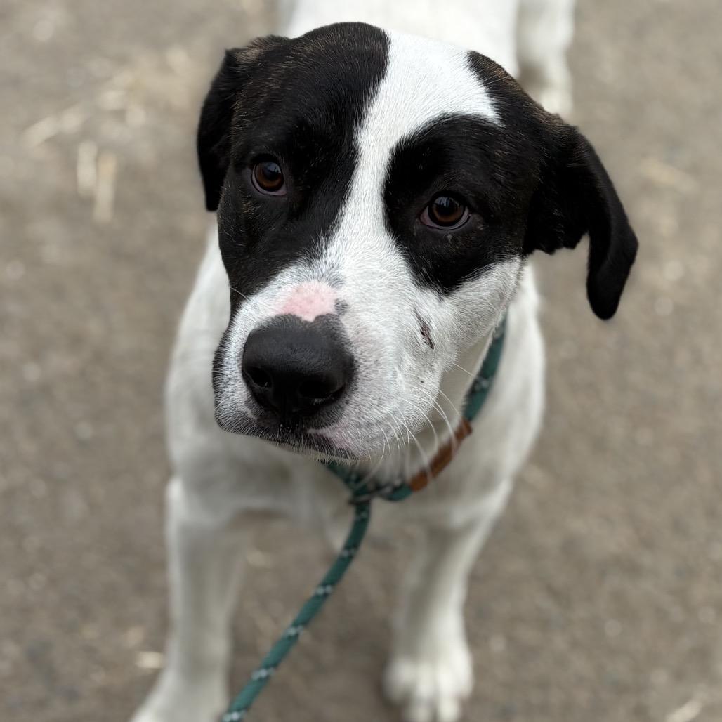 Logan, Adoptable, Adult Male Labrador Retriever & Mountain Cur.