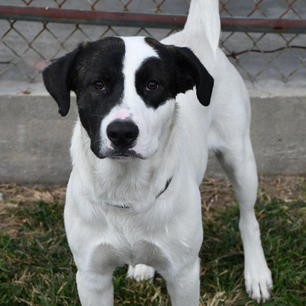 Enlarge Logan, a Adoptable mixed breed in Beaumont, TX image 2/2
