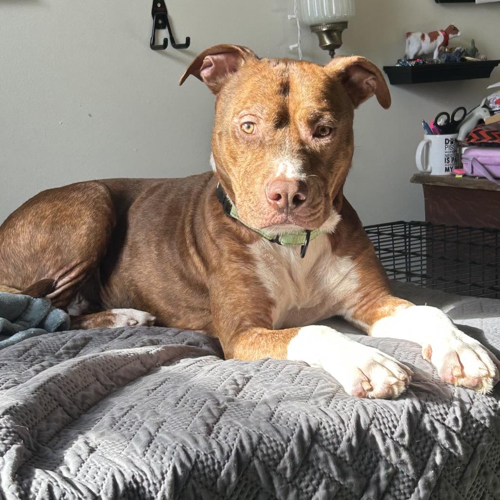 Enlarge Ace, a Adoptable Mixed Breed in Columbia, MO image 1/6