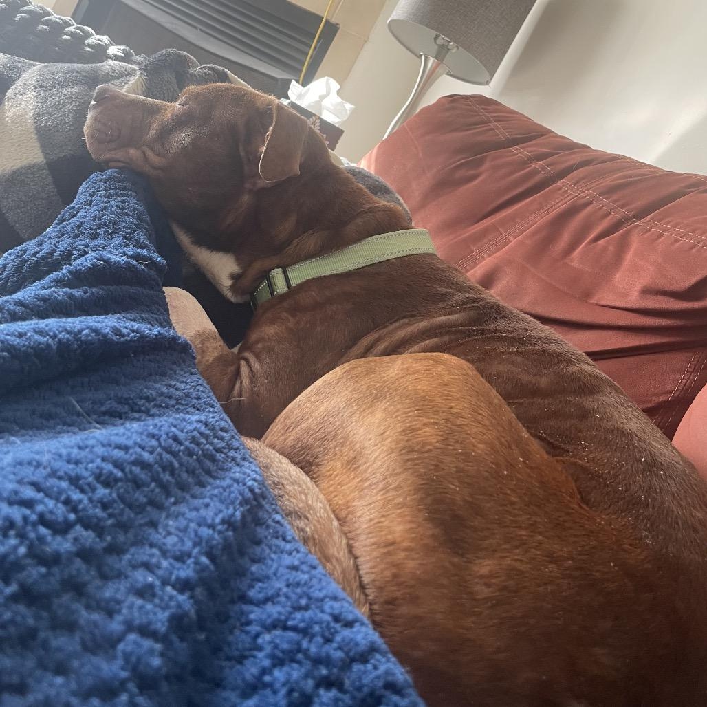 Enlarge Ace, a Adoptable Mixed Breed in Columbia, MO image 2/6