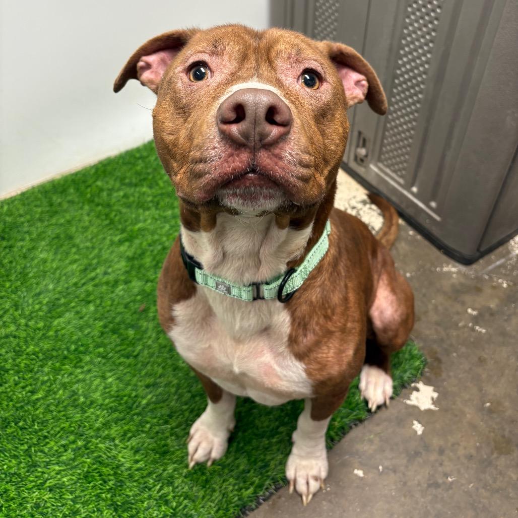 Enlarge Ace, a Adoptable Mixed Breed in Columbia, MO image 3/6