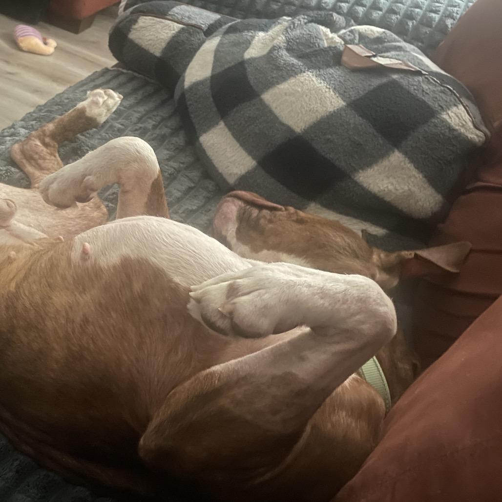 Enlarge Ace, a Adoptable Mixed Breed in Columbia, MO image 4/6