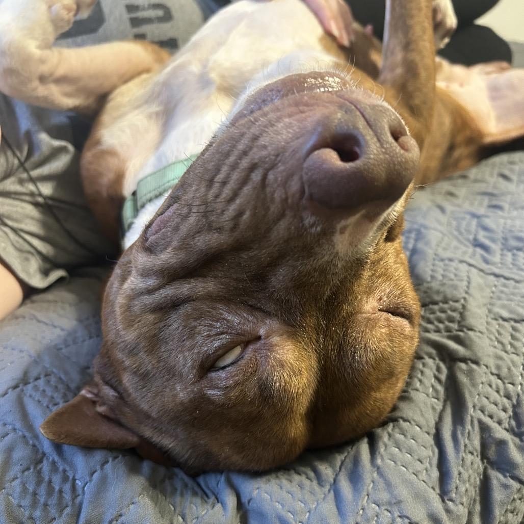 Enlarge Ace, a Adoptable Mixed Breed in Columbia, MO image 5/6