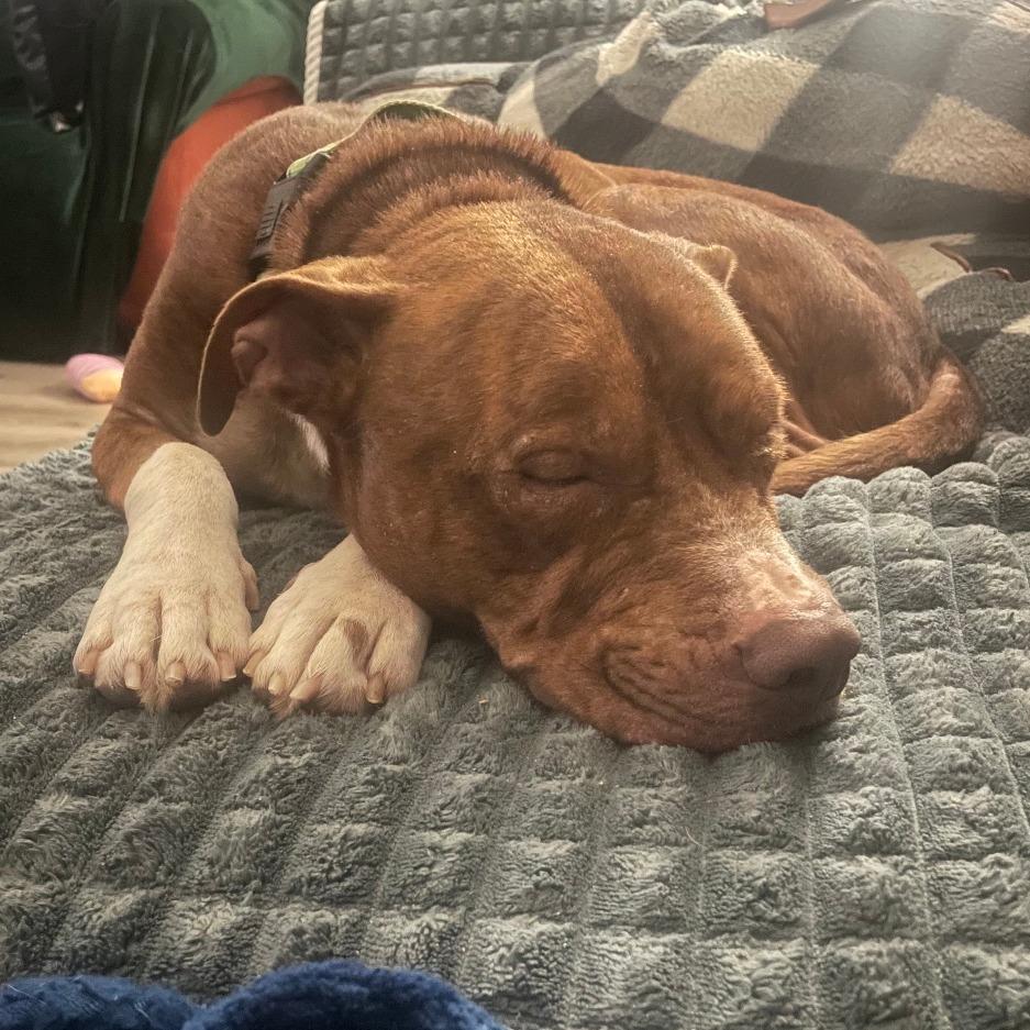 Enlarge Ace, a Adoptable Mixed Breed in Columbia, MO image 6/6