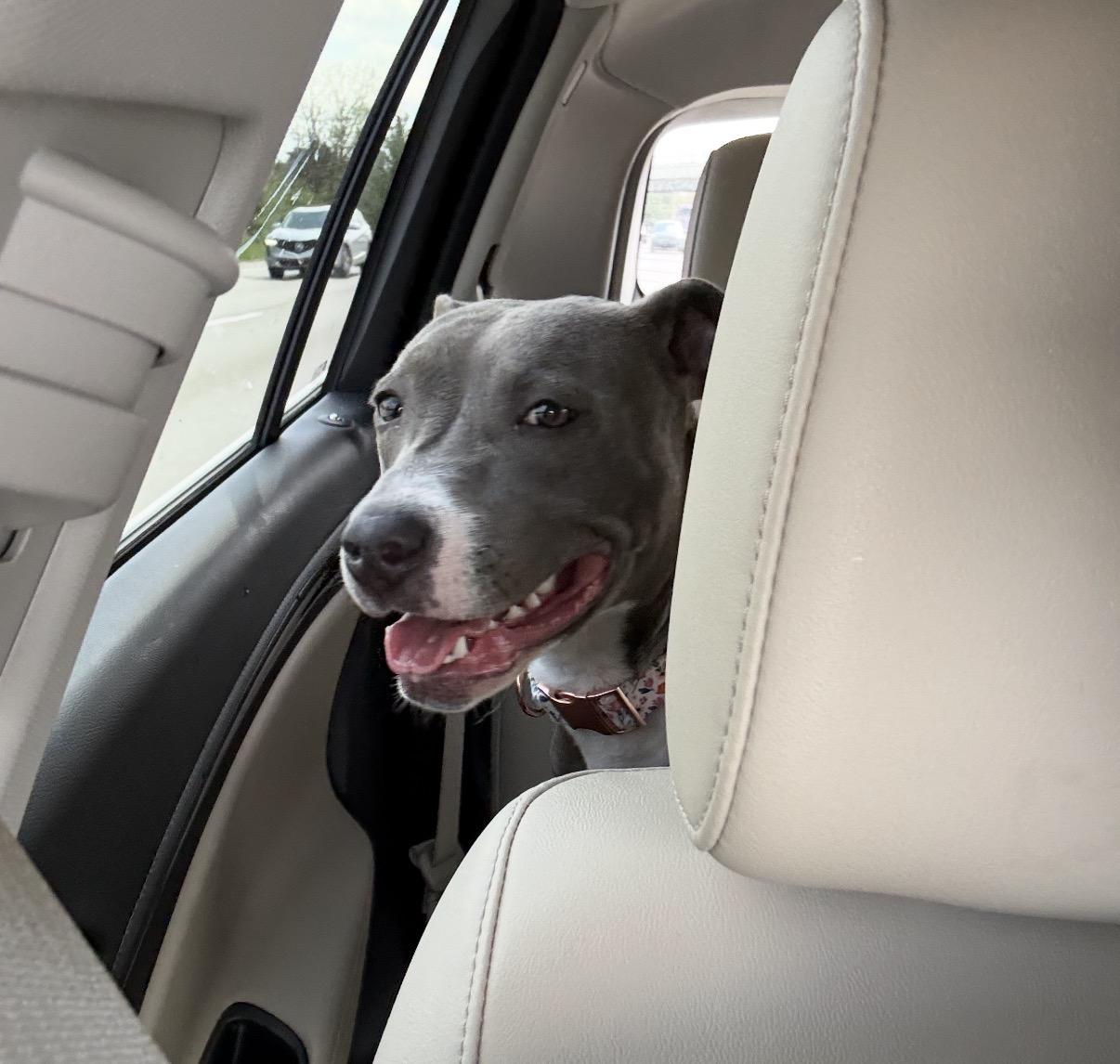 Lucy, a ADOPTABLE Mixed Breed in Maineville, OH image 6/6