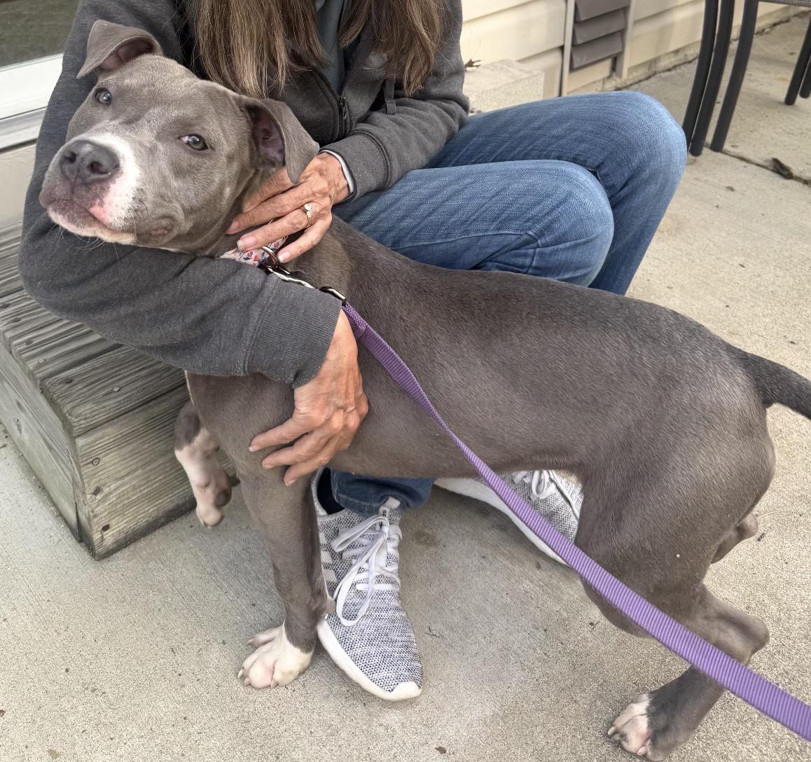 Lucy, a ADOPTABLE Mixed Breed in Maineville, OH image 3/6