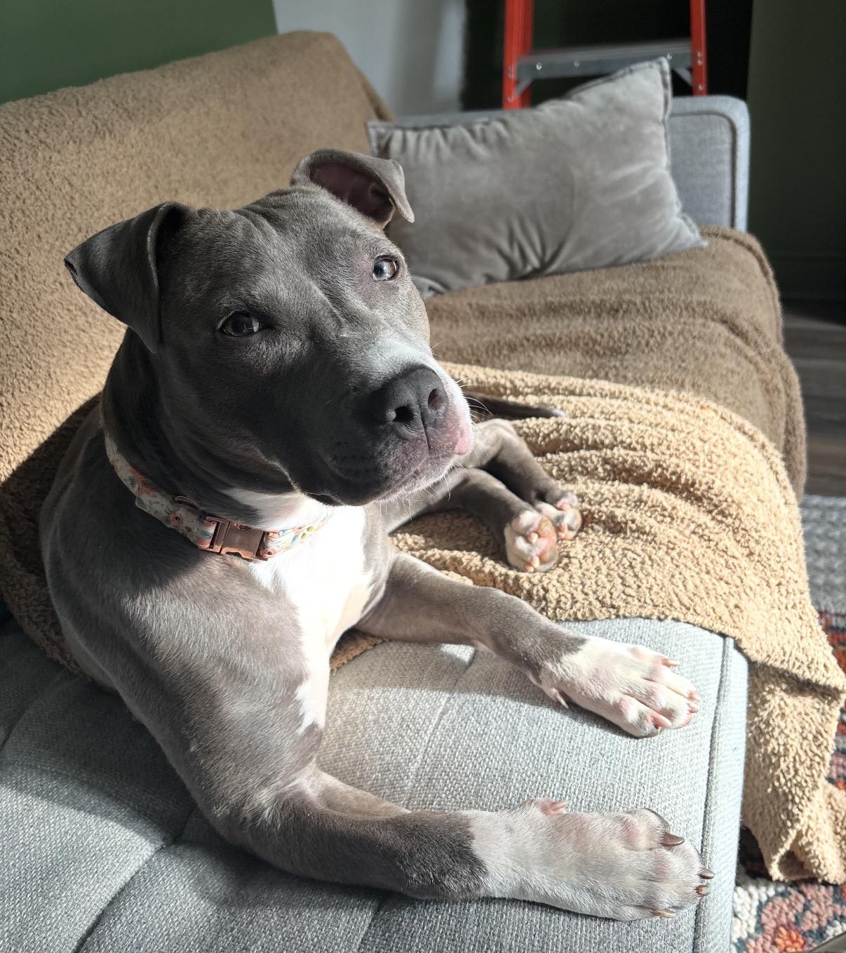 Lucy, a ADOPTABLE Mixed Breed in Maineville, OH image 4/6