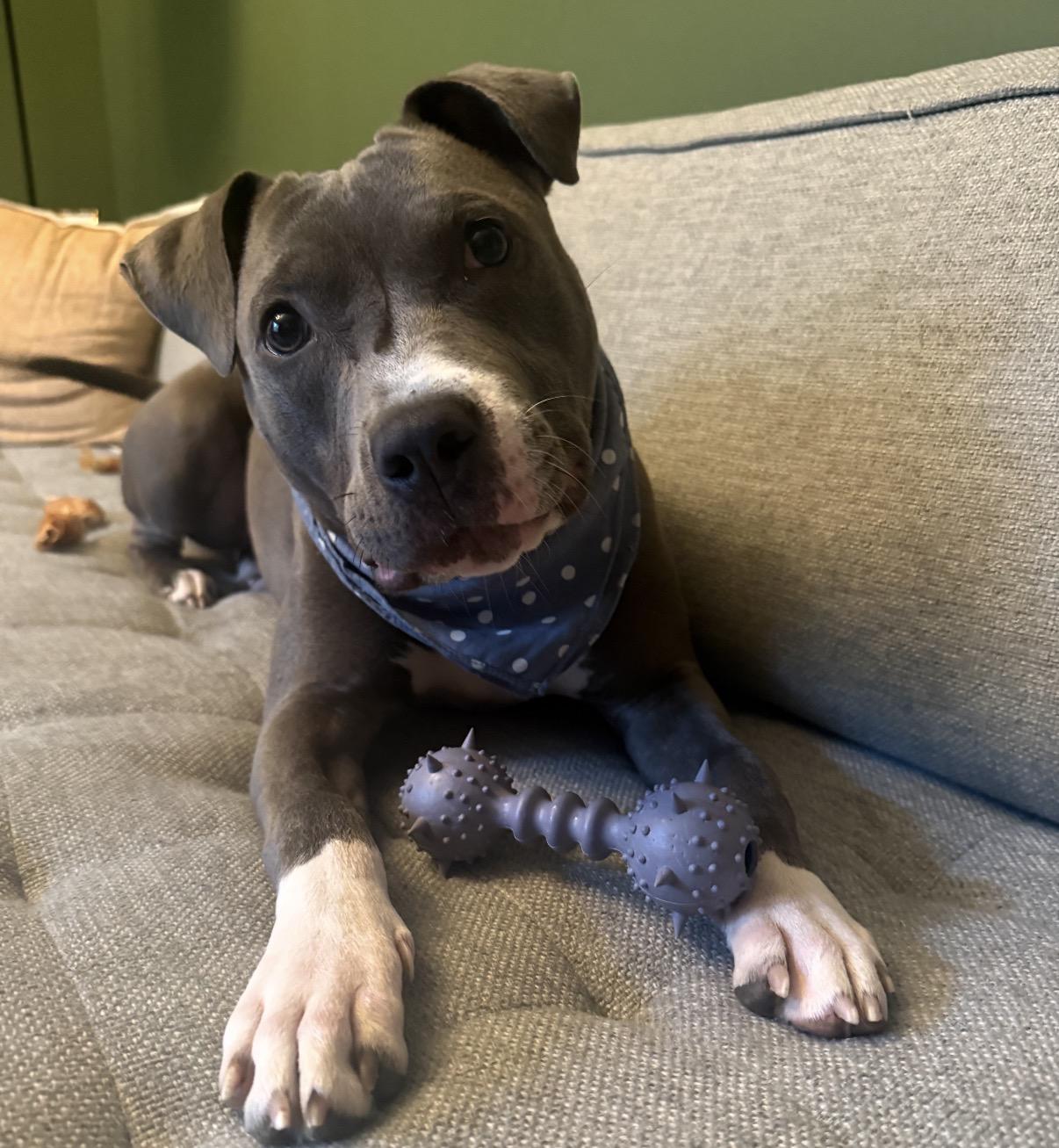 Lucy, a ADOPTABLE Mixed Breed in Maineville, OH image 5/6