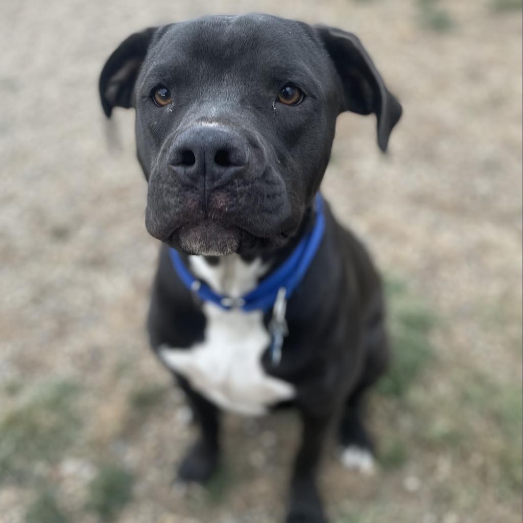 Jet, Adoptable, Adult Male Boxer & Mixed Breed.