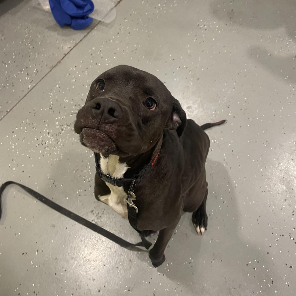 Enlarge Jet, a Adoptable mixed breed image 2/4