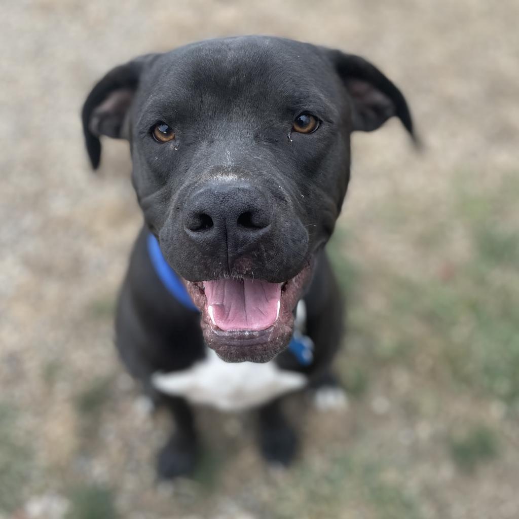 Enlarge Jet, a Adoptable mixed breed image 3/4