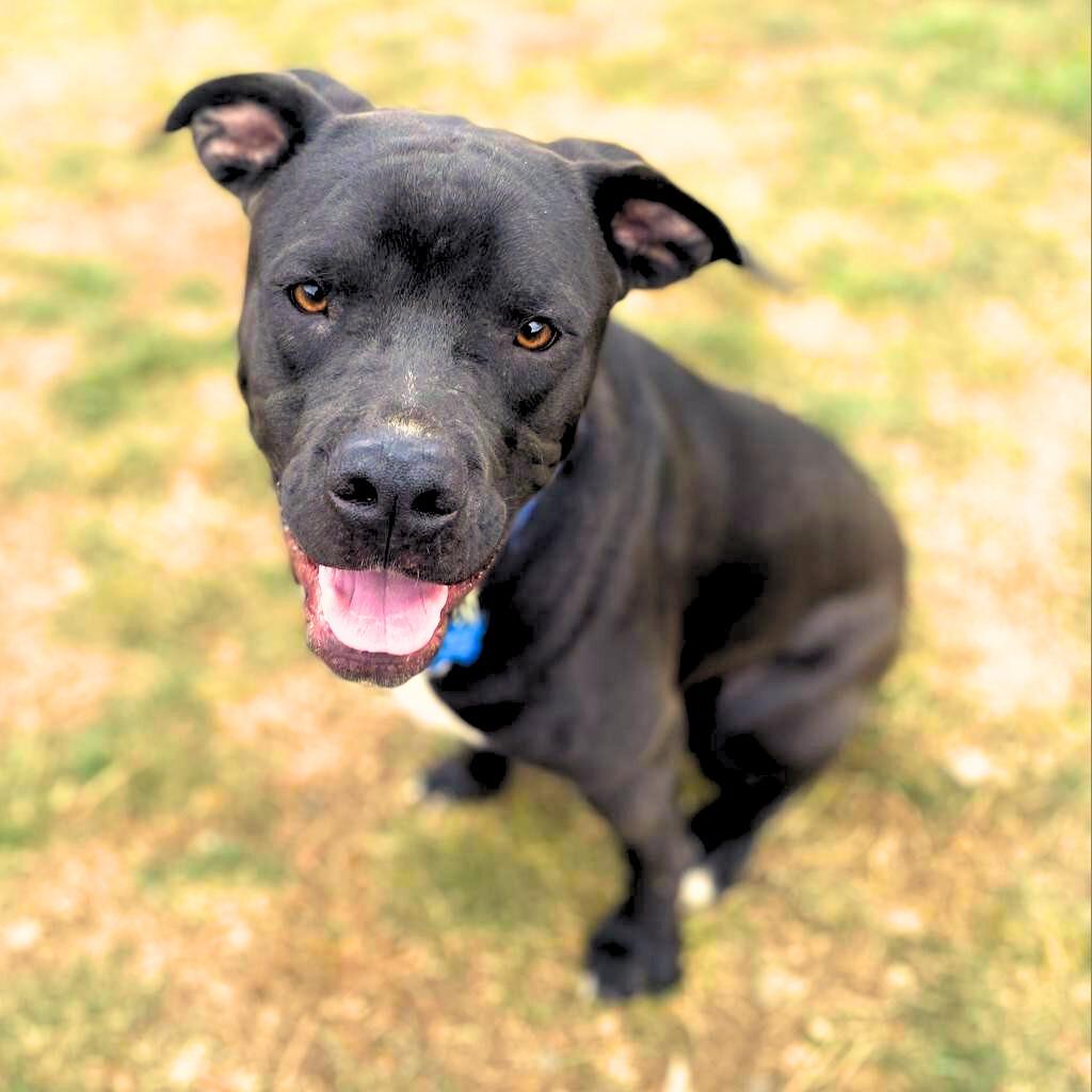 Enlarge Jet, a Adoptable mixed breed image 4/4