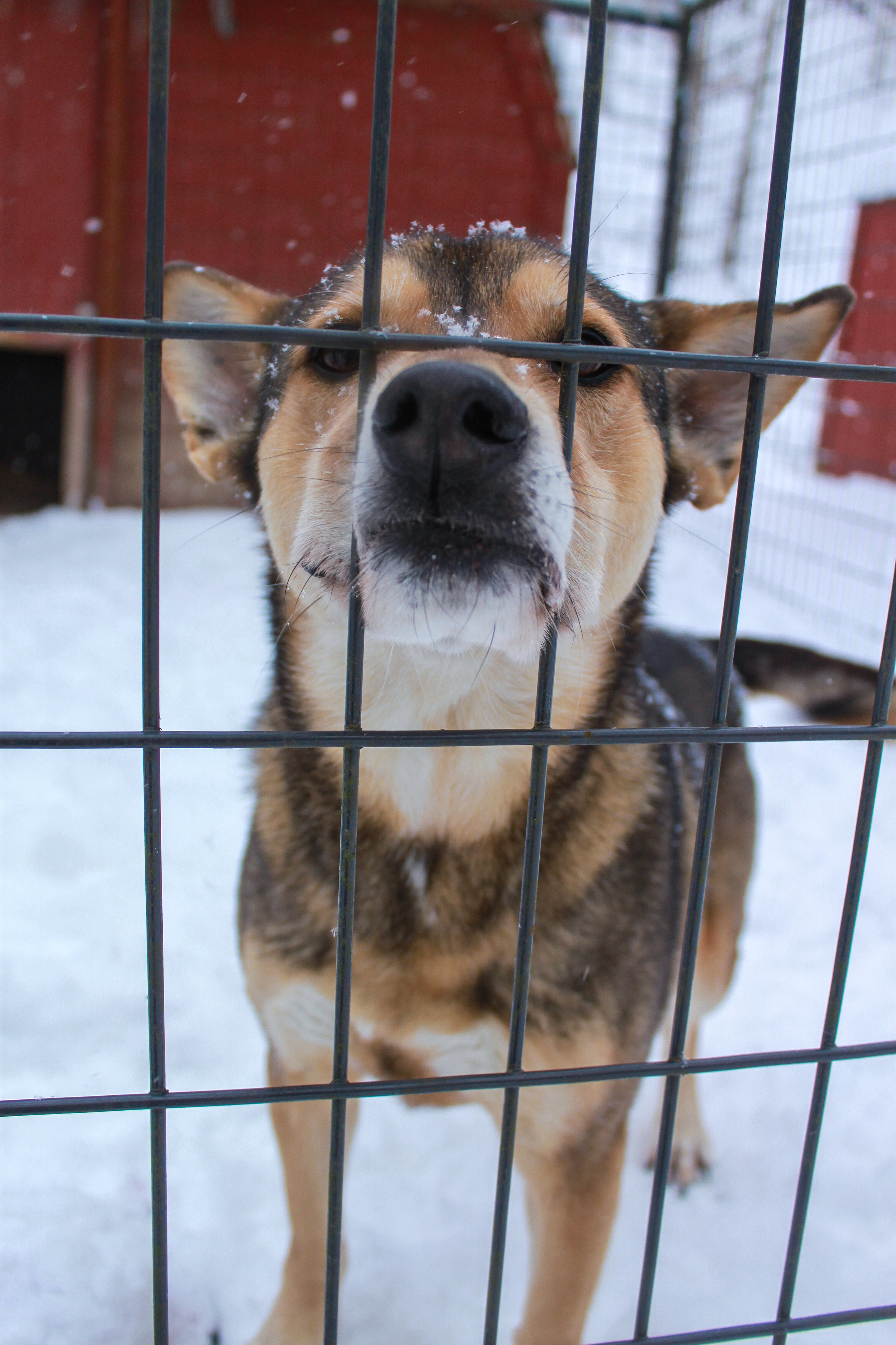 Kai, a Adoptable Mixed Breed in Ona, WV image 3/4