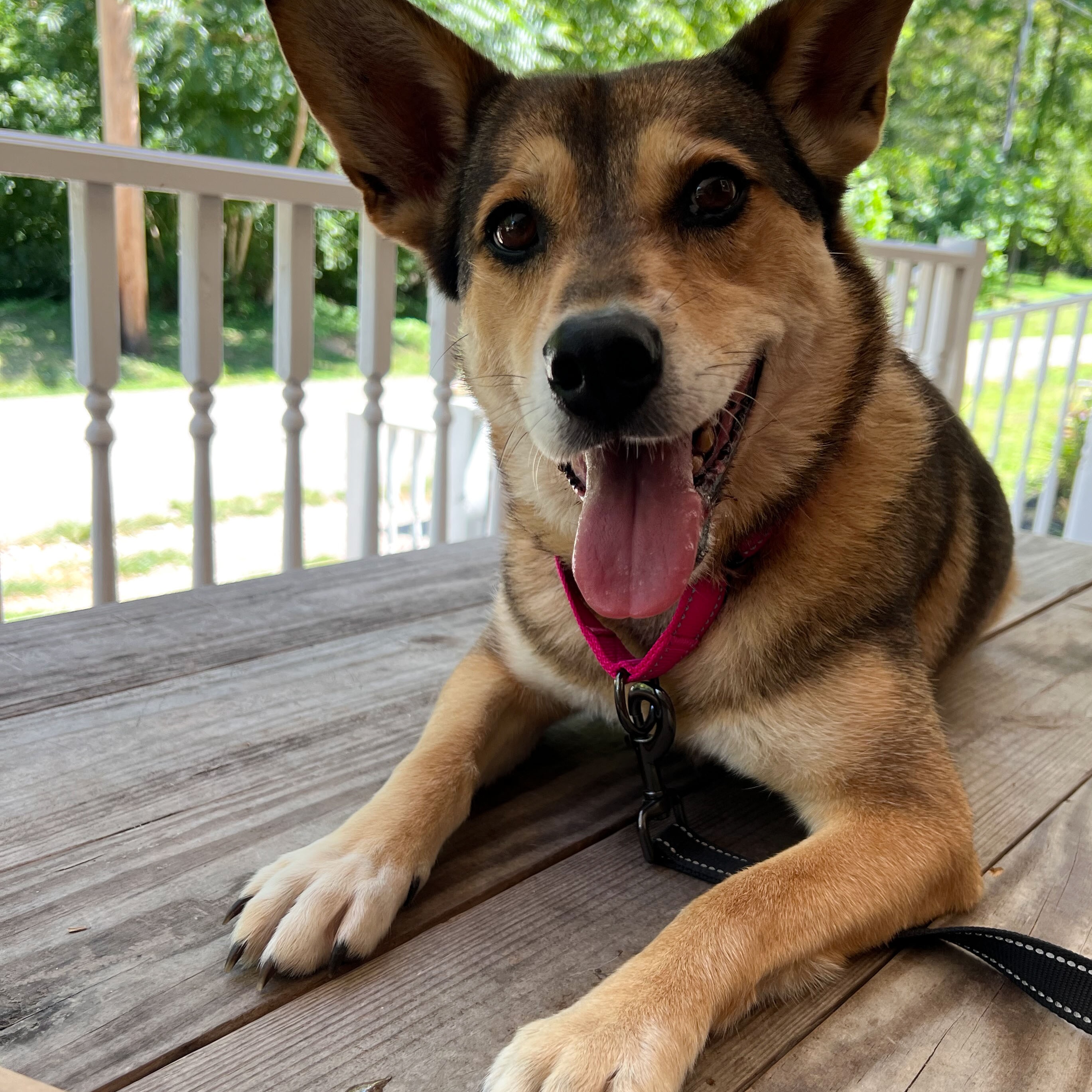 Kai, a Adoptable Mixed Breed in Ona, WV image 1/4