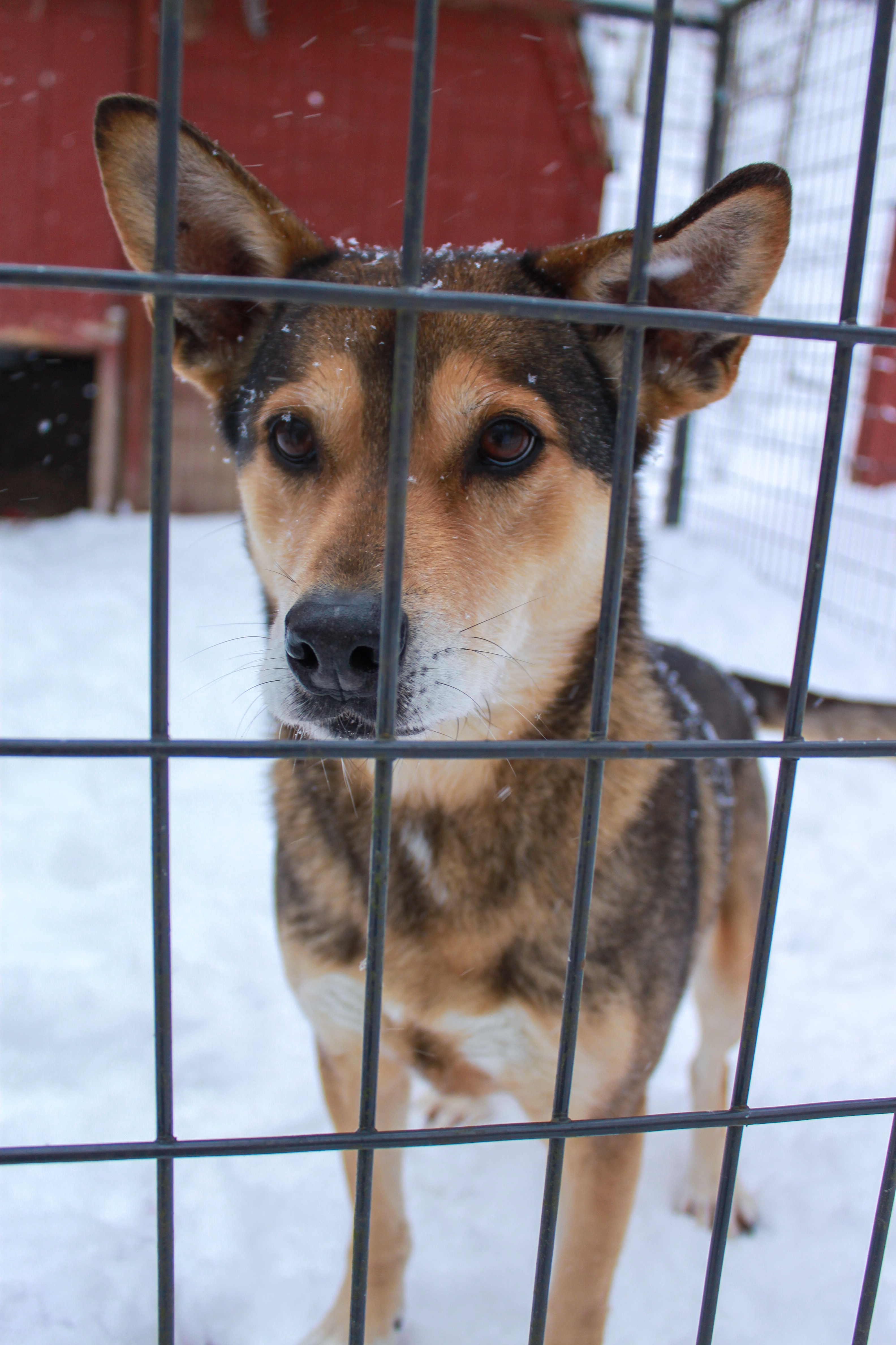 Kai, a Adoptable Mixed Breed in Ona, WV image 4/4