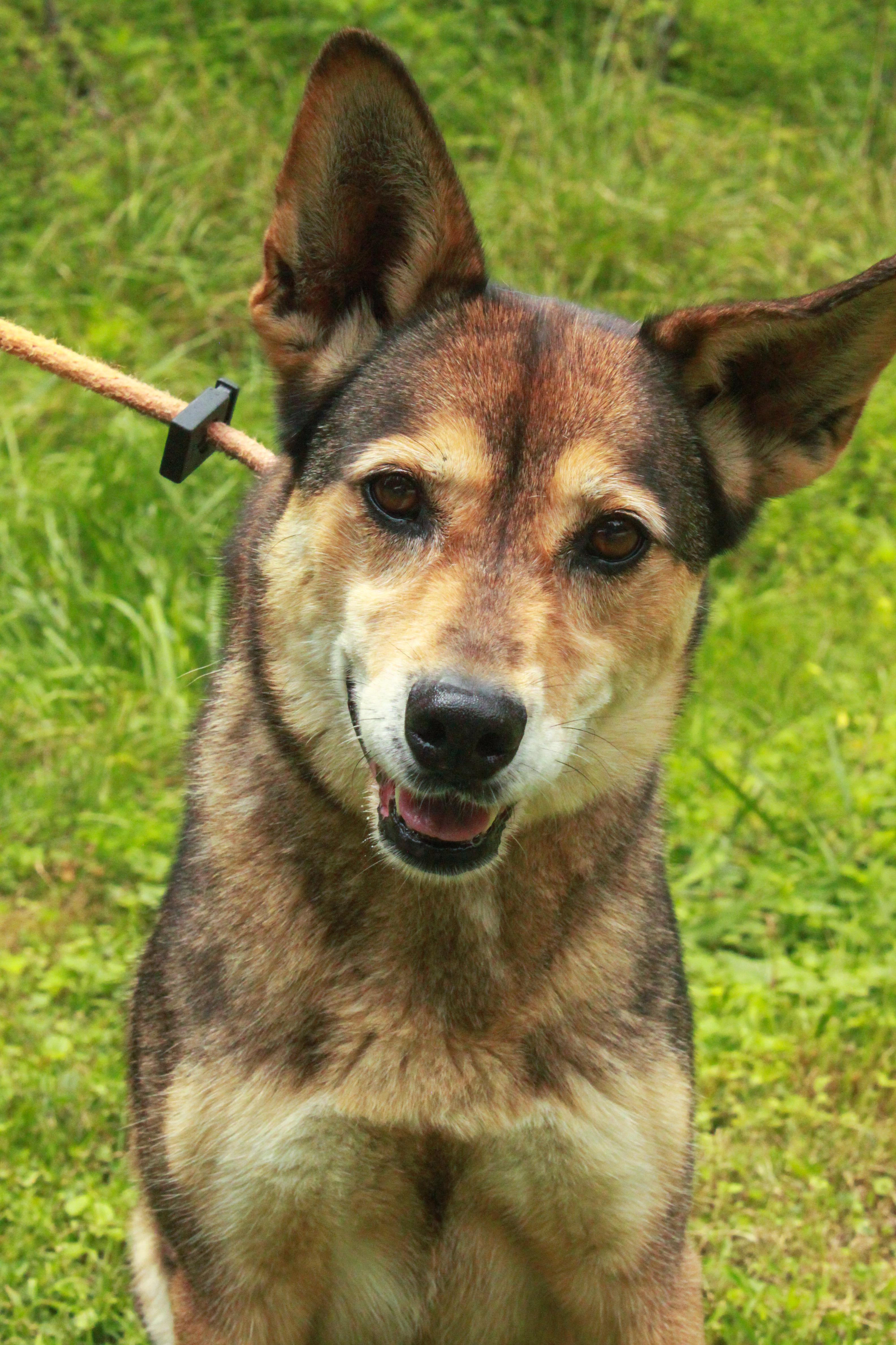 Enlarge Kai, a Adoptable mixed breed in Ona, WV image 6/6