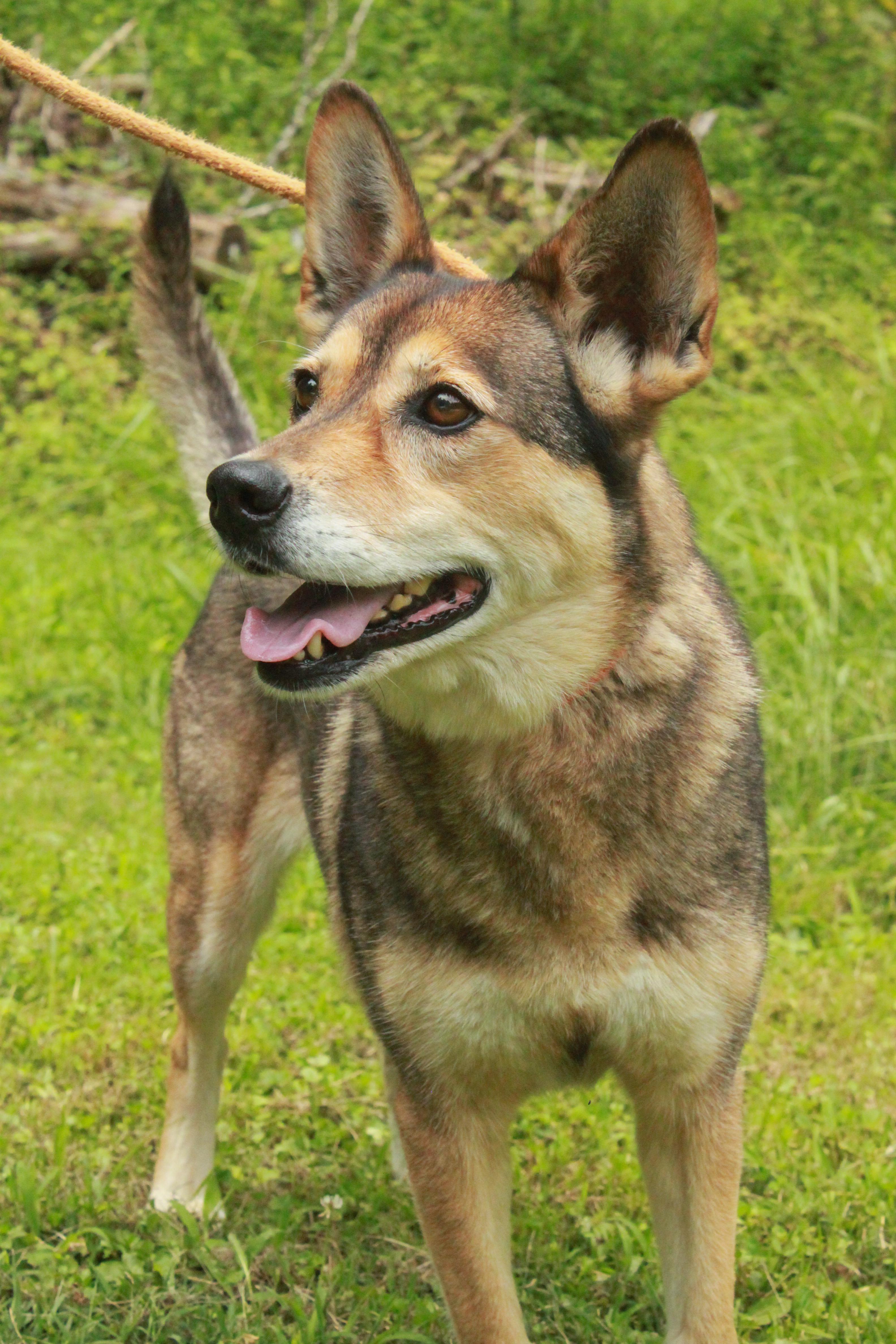 Kai, Adoptable, Senior Female German Shepherd Dog & Australian Cattle Dog / Blue Heeler.