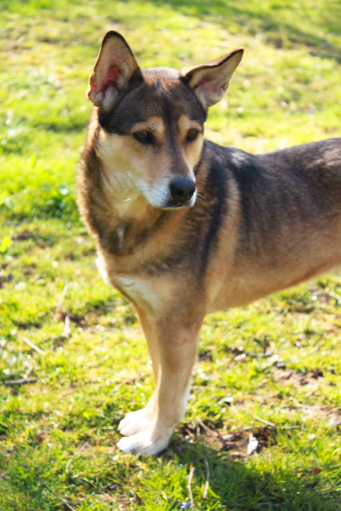 Kai, a Adoptable Mixed Breed in Ona, WV image 2/4