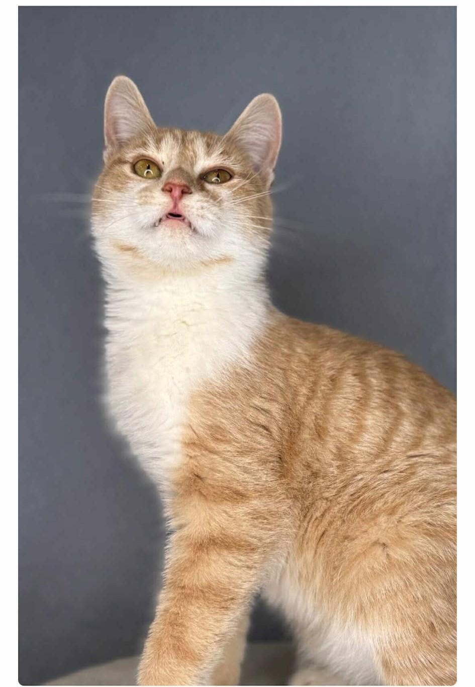 Enlarge Biscuit McPurrson, a Adoptable Domestic Short Hair in Calgary, AB image 1/2