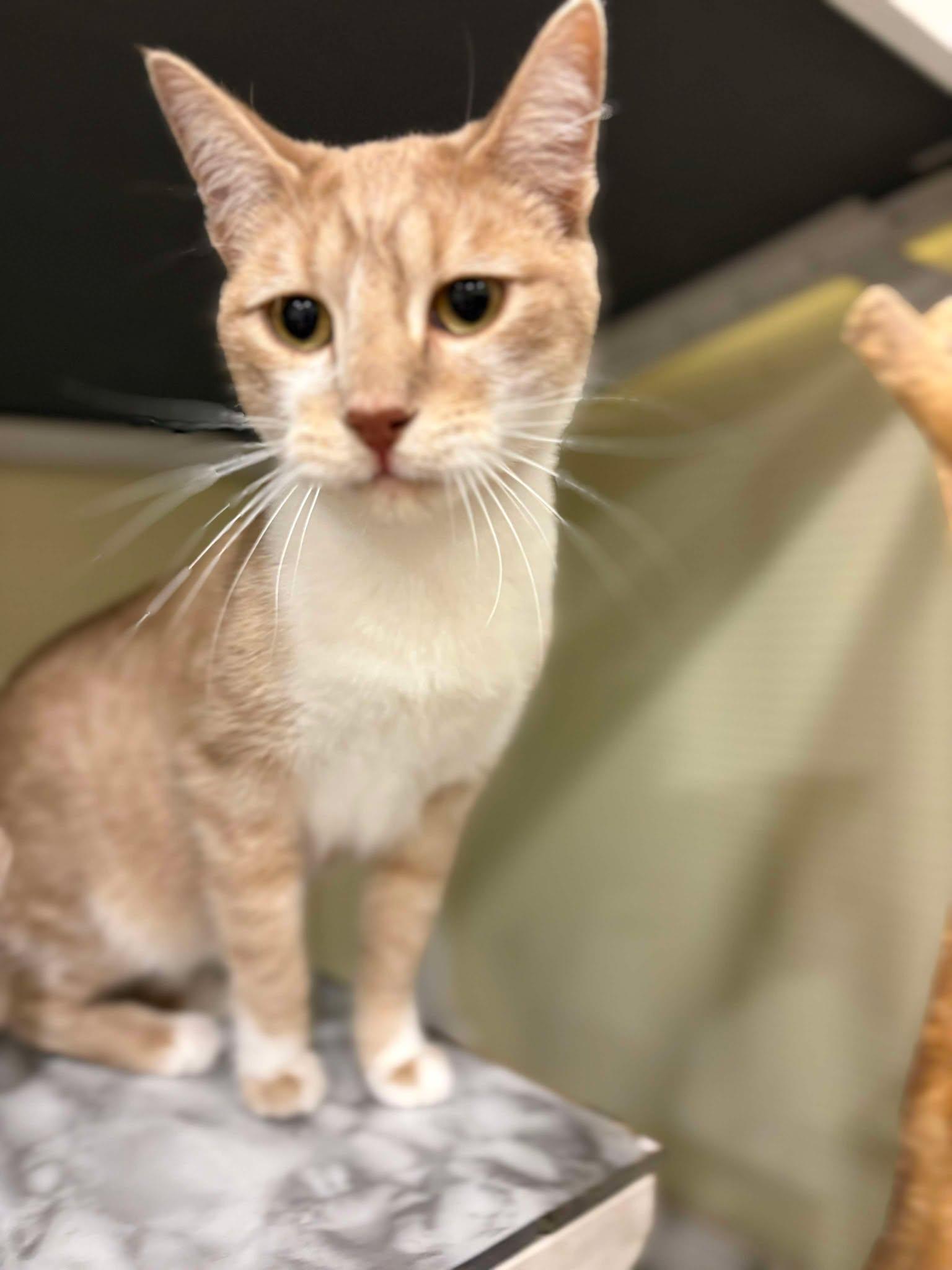 Enlarge Biscuit McPurrson, a Adoptable Domestic Short Hair in Calgary, AB image 2/2