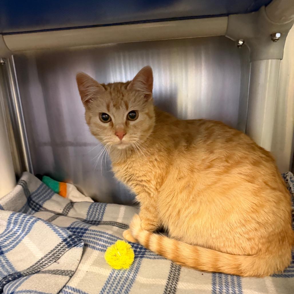 Zizzy, Adoptable, Young Female Domestic Short Hair.