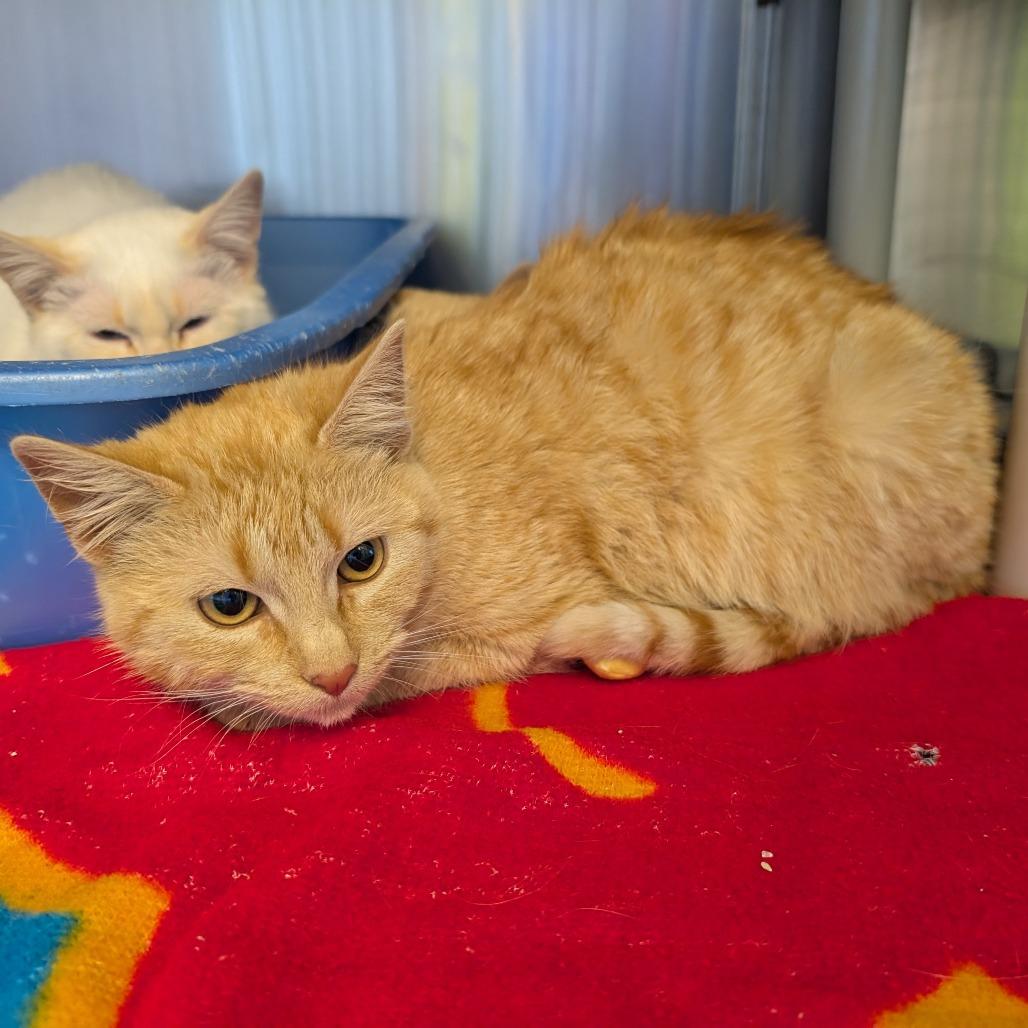 Zizzy, a Adoptable Domestic Short Hair in Emporia, KS image 2/4