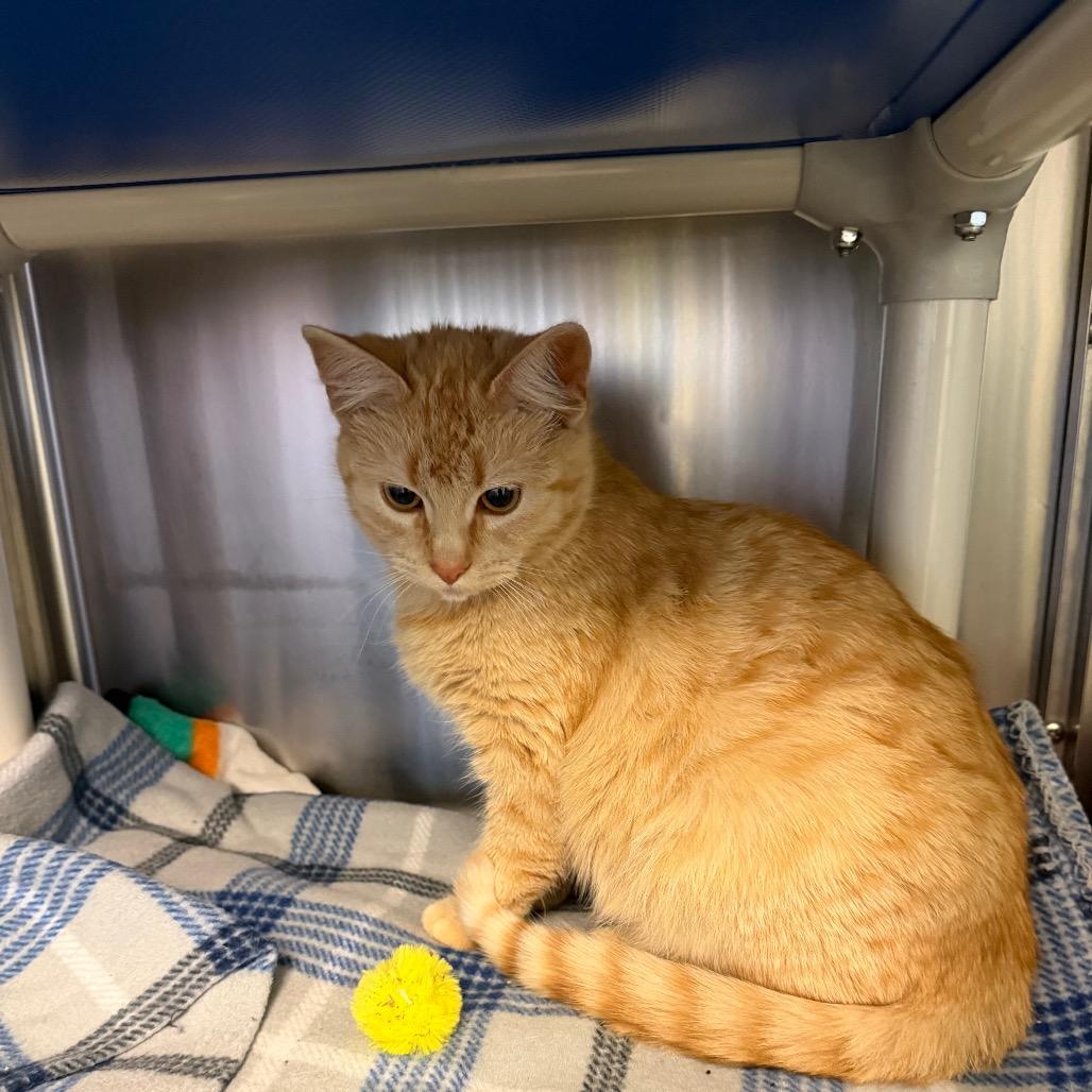 Zizzy, a Adoptable Domestic Short Hair in Emporia, KS image 3/4