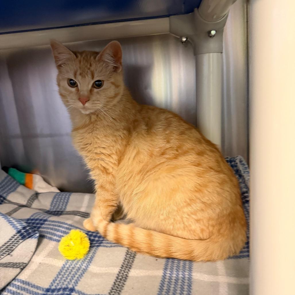 Zizzy, a Adoptable Domestic Short Hair in Emporia, KS image 4/4