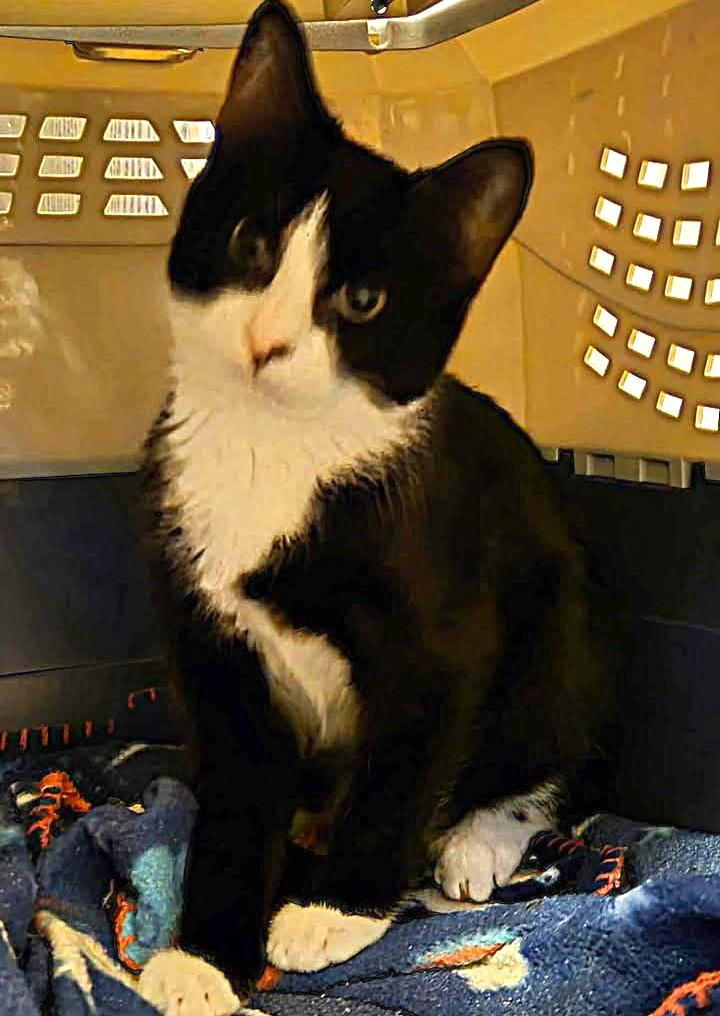 M, Adoptable, Young Female Domestic Short Hair.