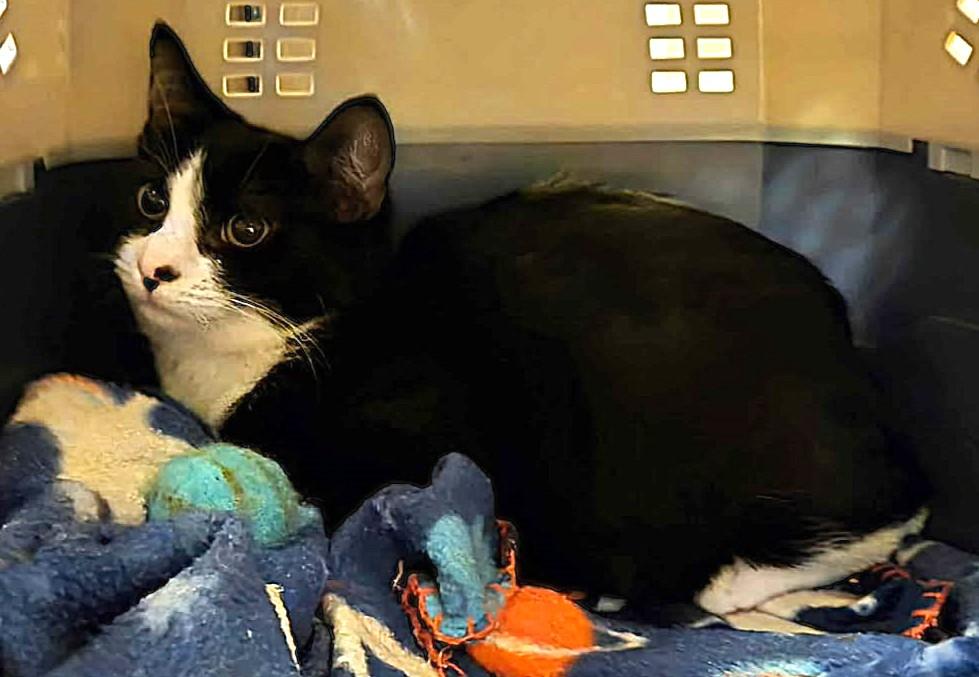 M, a Adoptable Domestic Short Hair in Greenville, NC image 2/3