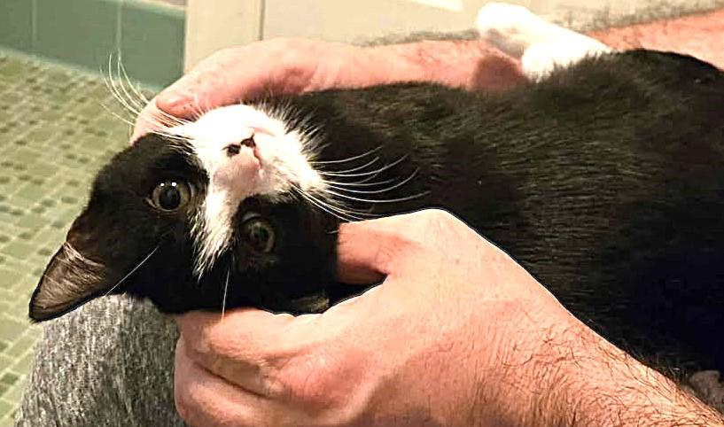 M, Adoptable, Young Female Domestic Short Hair.