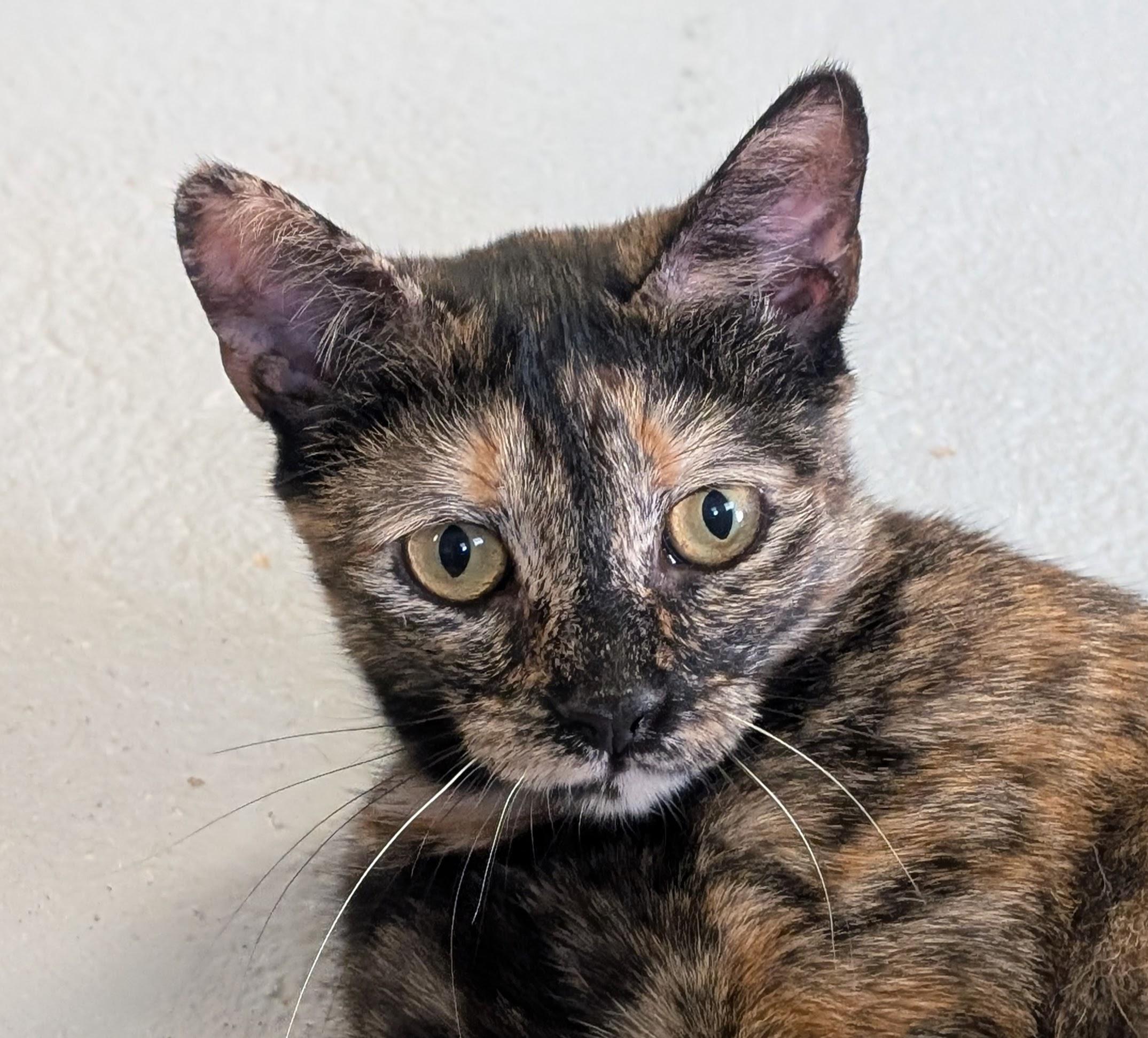 Minnie Mouse, a Adoptable mixed breed in Mendham, NJ image 3/3