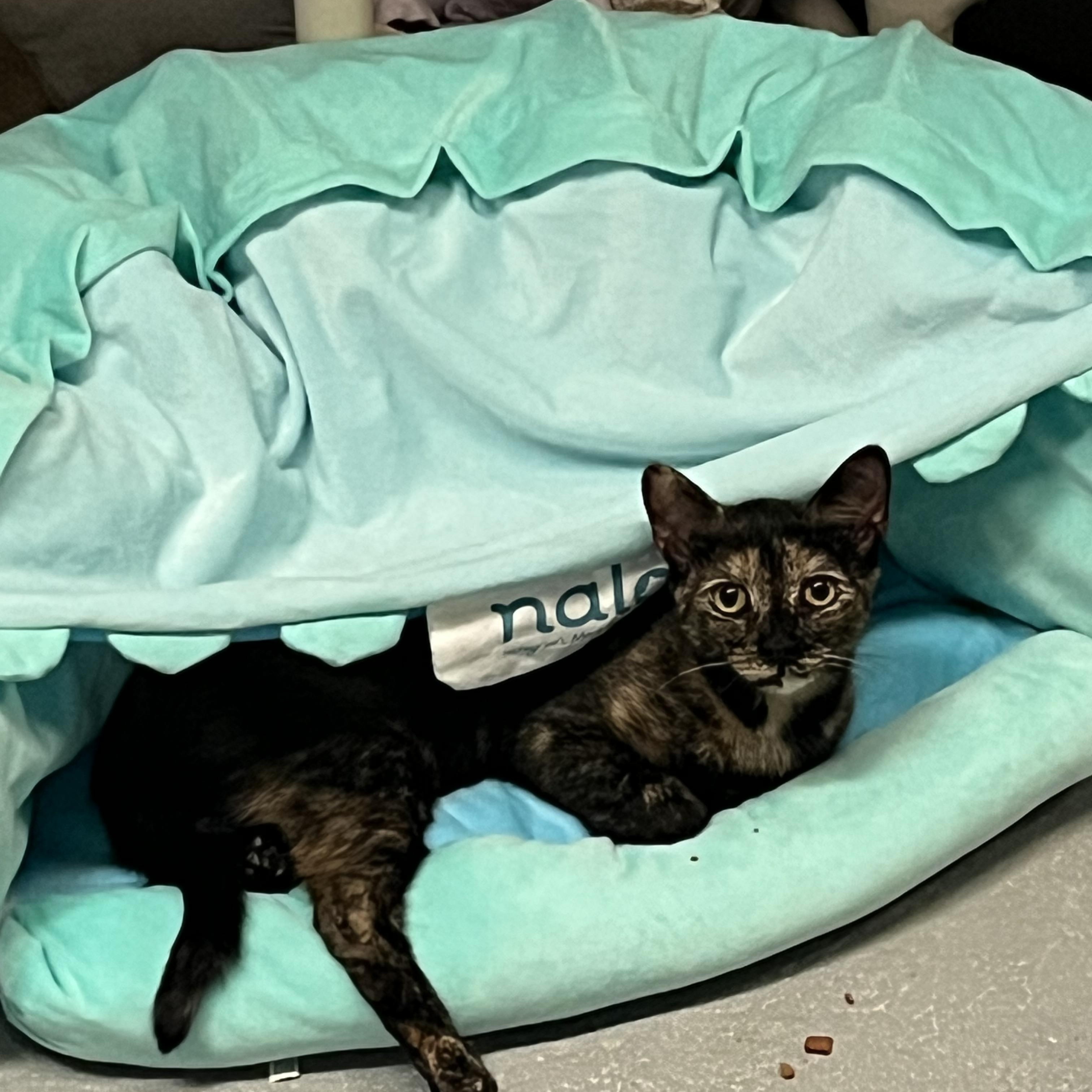 Enlarge Minnie Mouse, a Adoptable mixed breed in Mendham, NJ image 2/3