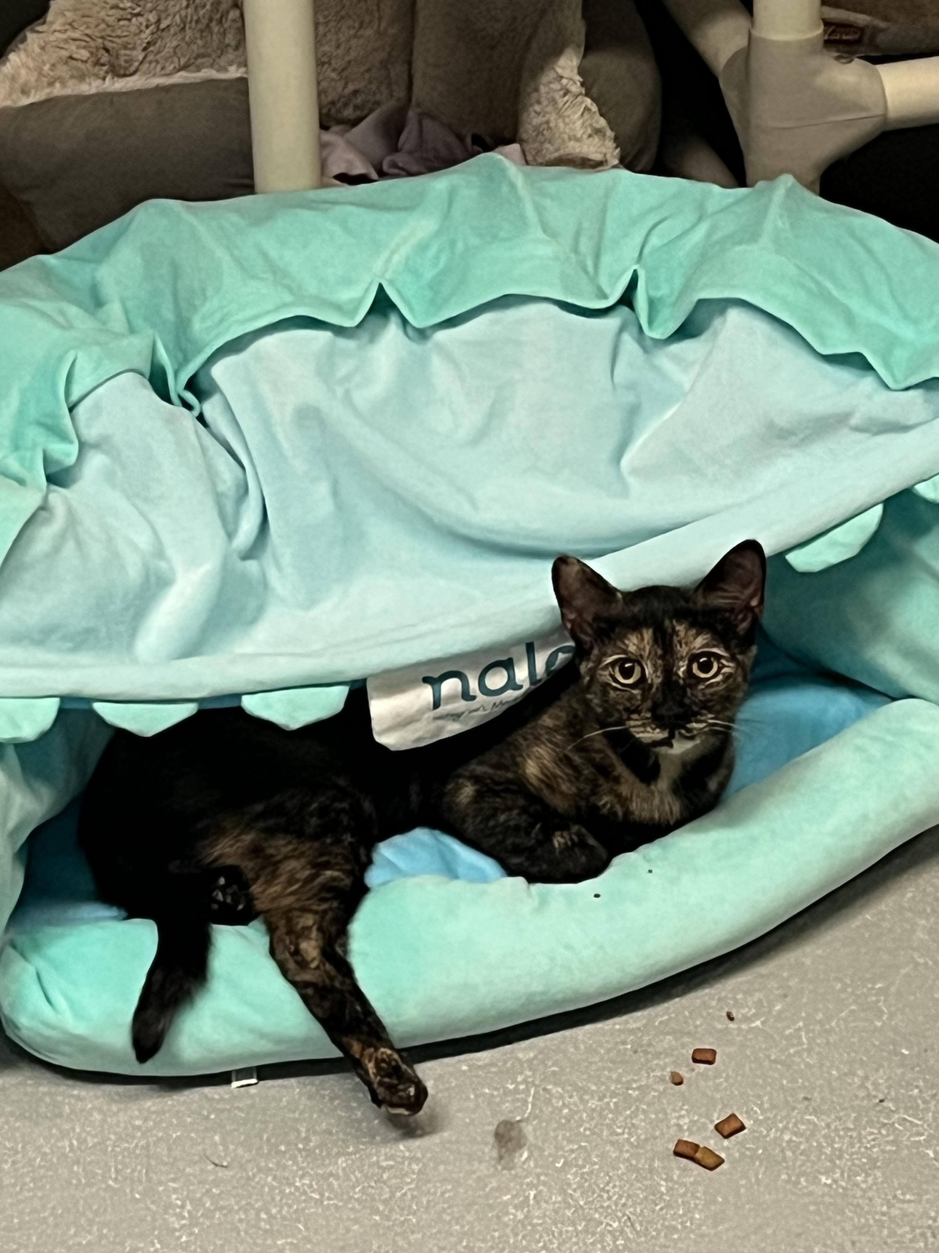 Minnie Mouse, a Adoptable mixed breed in Mendham, NJ image 1/3