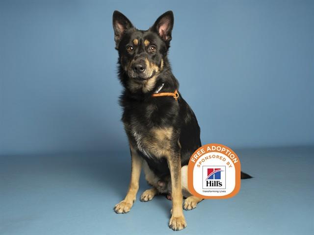 SHADOW, Adoptable, Adult Male German Shepherd Dog.