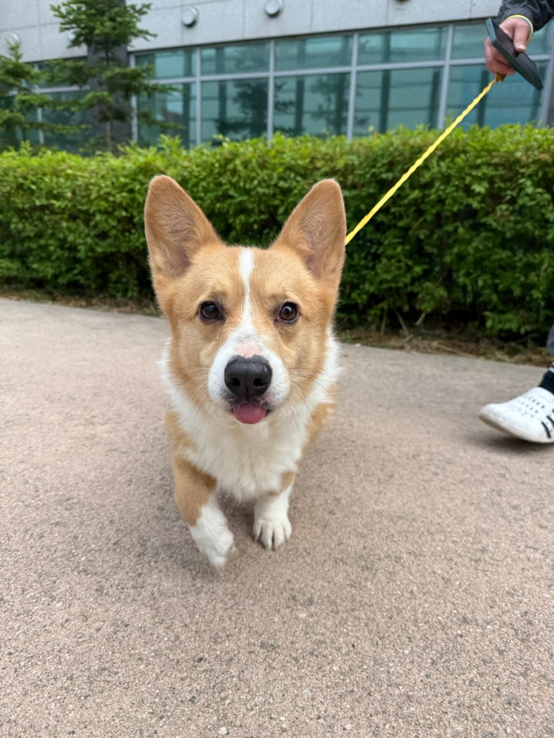 Kenzie, Young Male Corgi
