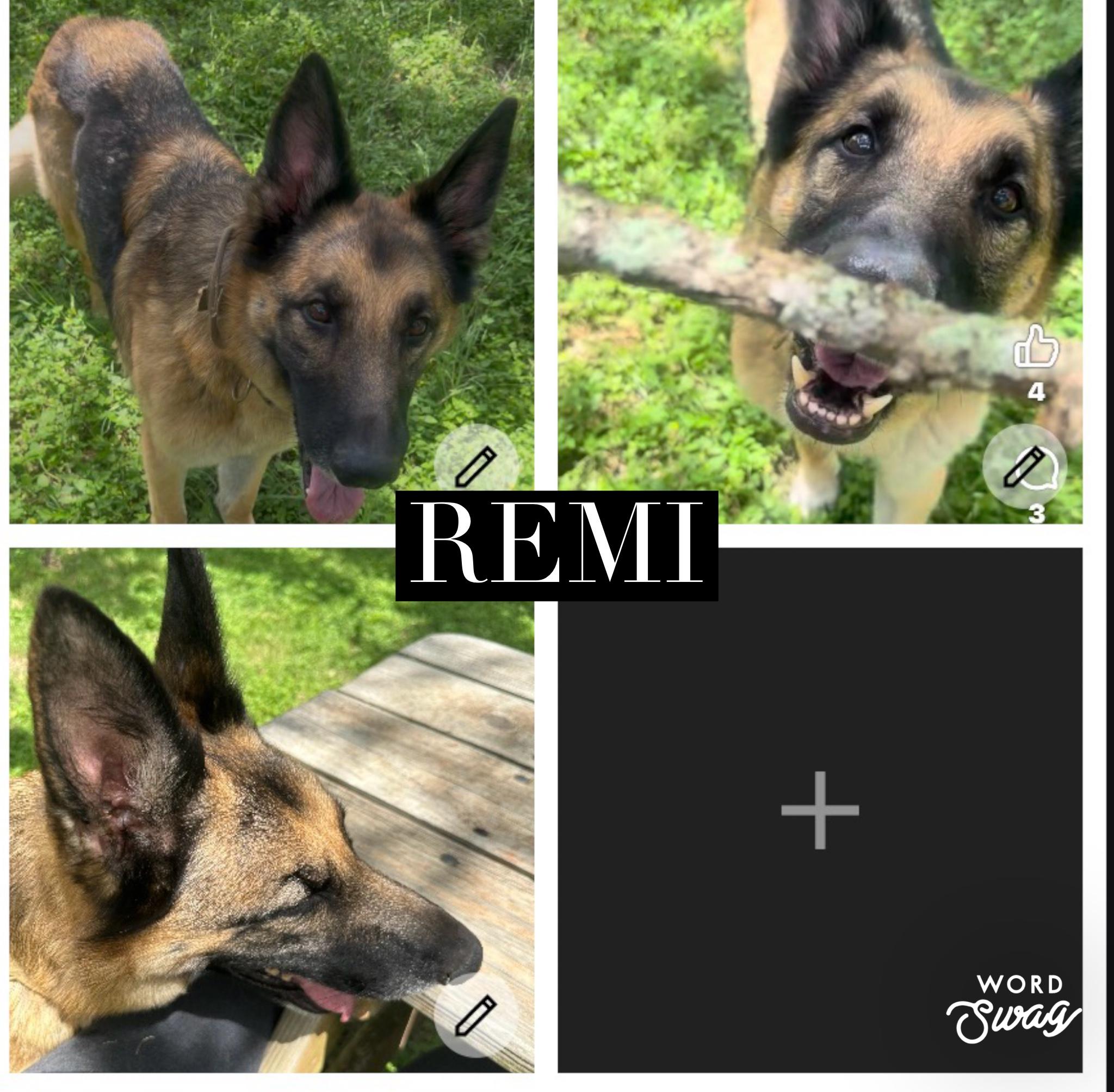 Remi, Adoptable, Adult Male German Shepherd Dog.