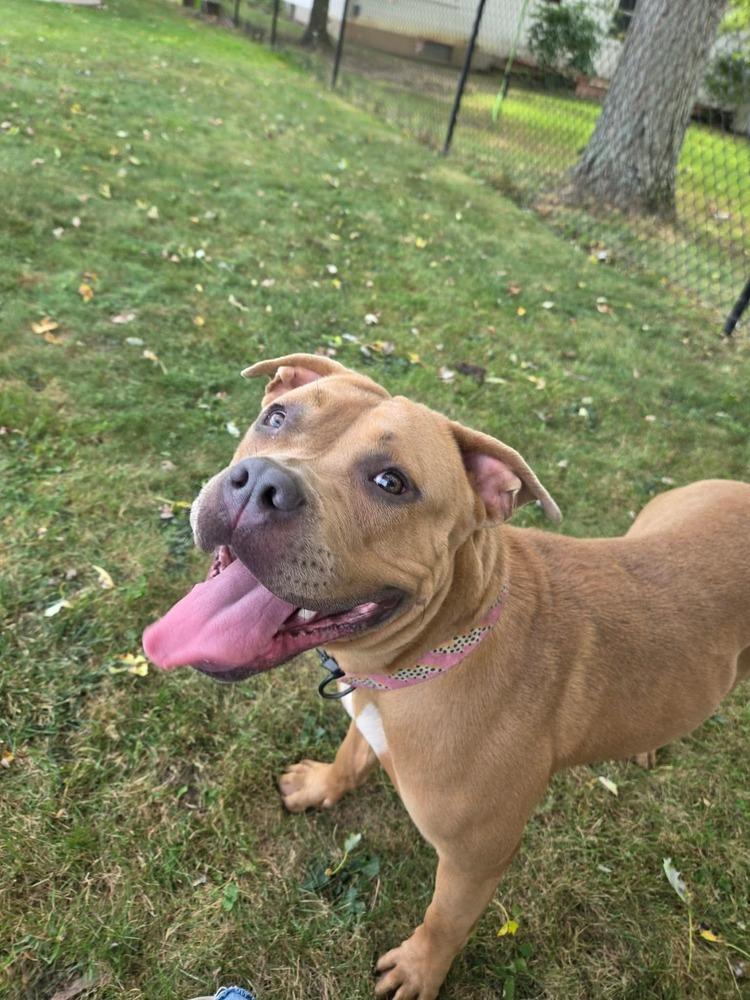 Jasmine, Adoptable, Adult Female Pit Bull Terrier.